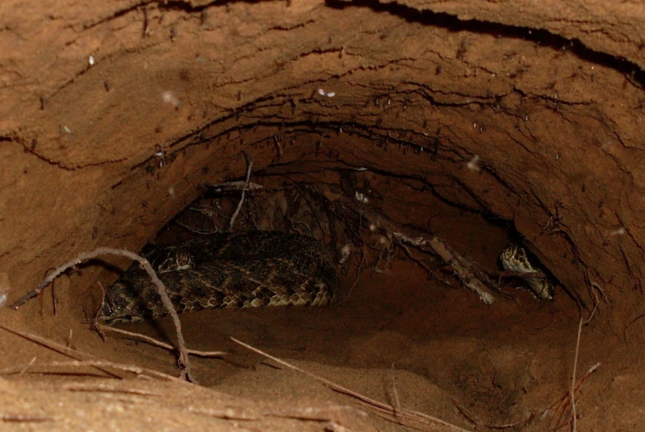 Где прячутся змеи, когда приходит зима - похожая новость на Toplenta