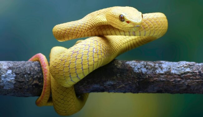 Как ходят змеи, если у них нет ног? Фото.
