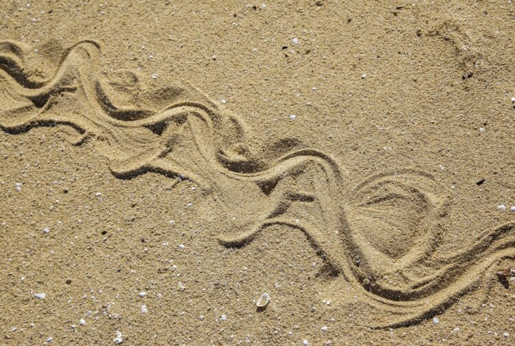 Волнообразное скольжение змей. Волнообразные следы змеи на песке. Источник изображения: nadom-info.ru. Фото.