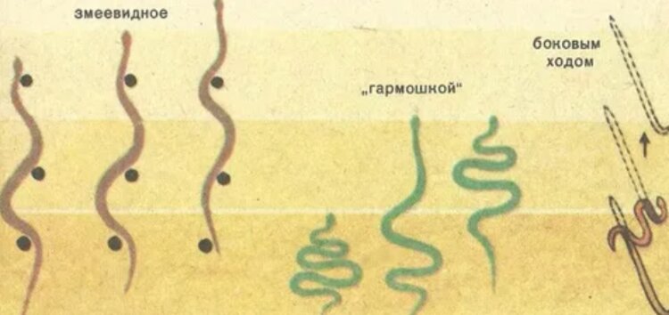 Боковое движение змей. Все три способа движения змей. Источник изображения: kaz-ekzams.ru. Фото.