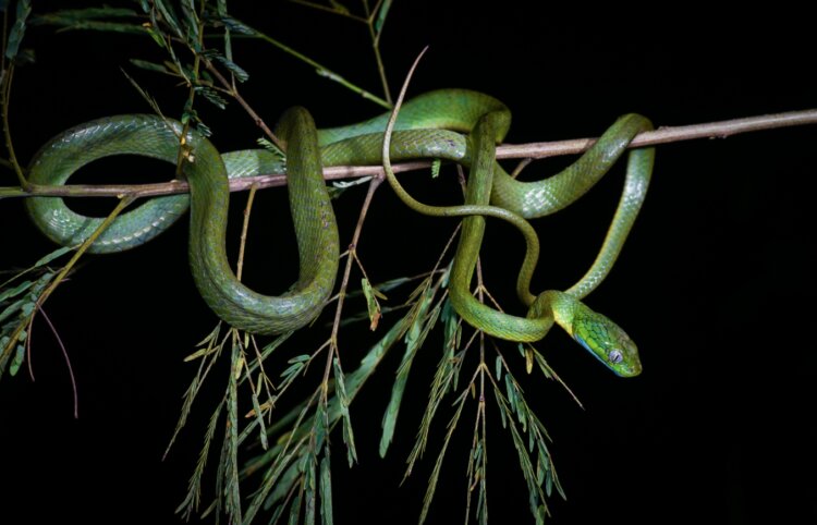Боковое движение змей. Некоторые змеи обвивают деревья словно лассо. Источник изображения: wikimedia.org. Фото.