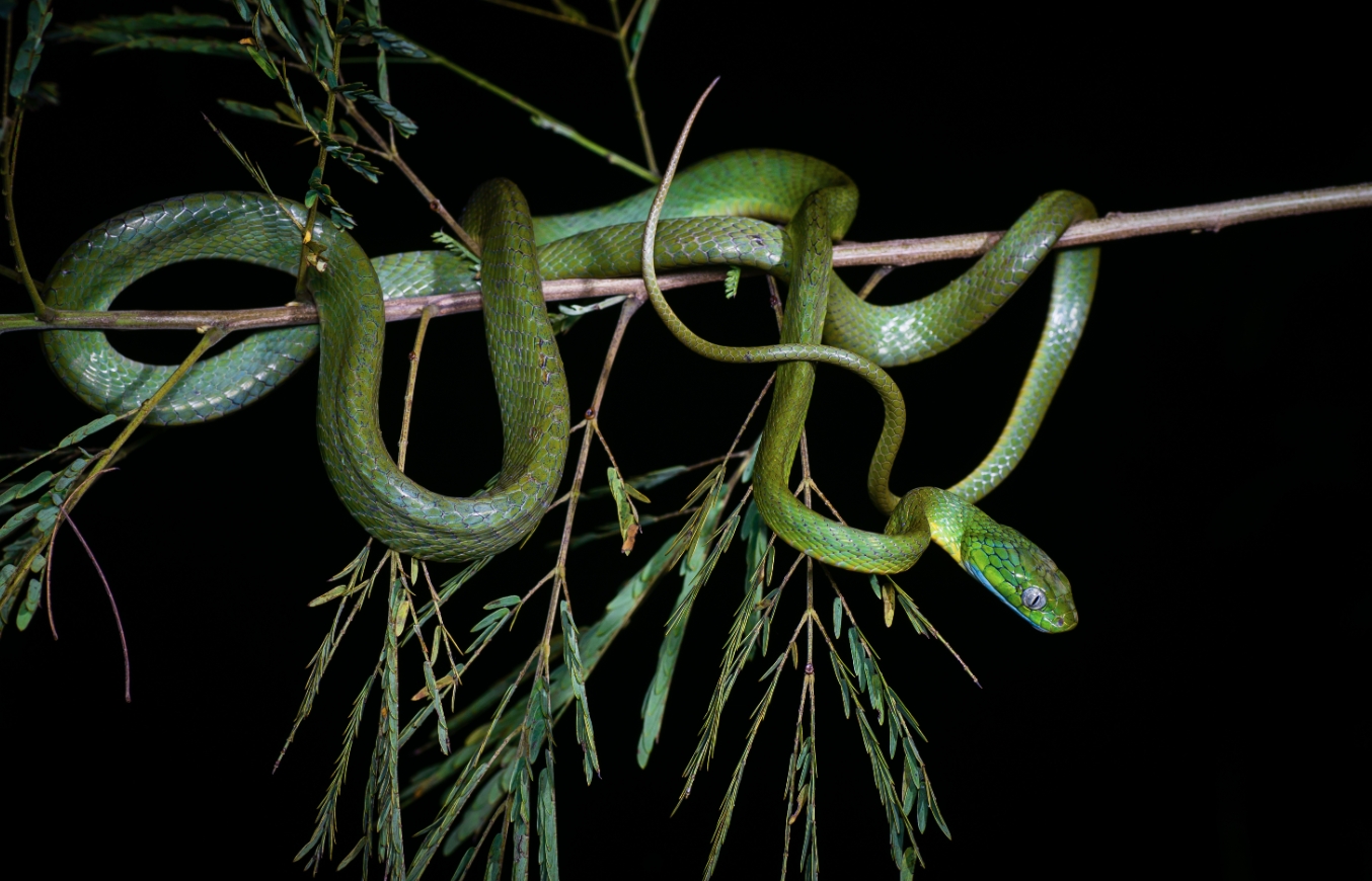 Некоторые змеи обвивают деревья словно лассо. Источник изображения: wikimedia.org. Фото.