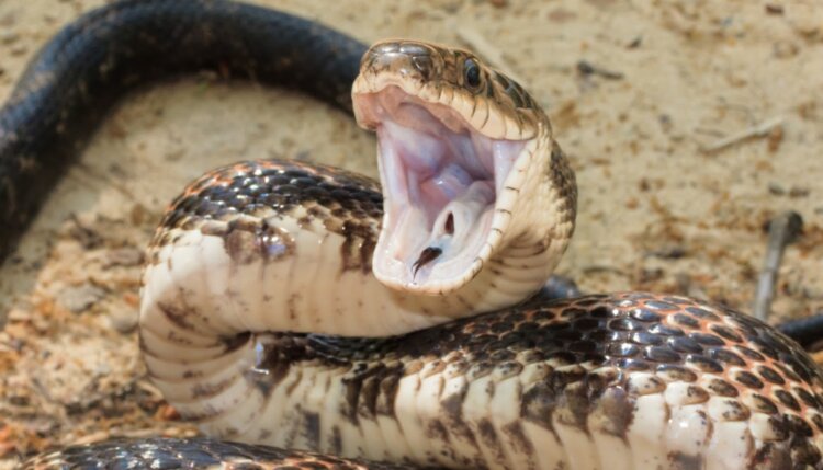Как атакуют змеи. Змеи успевают напасть в мгновение ока. Источник изображения: nytimes.com. Фото.