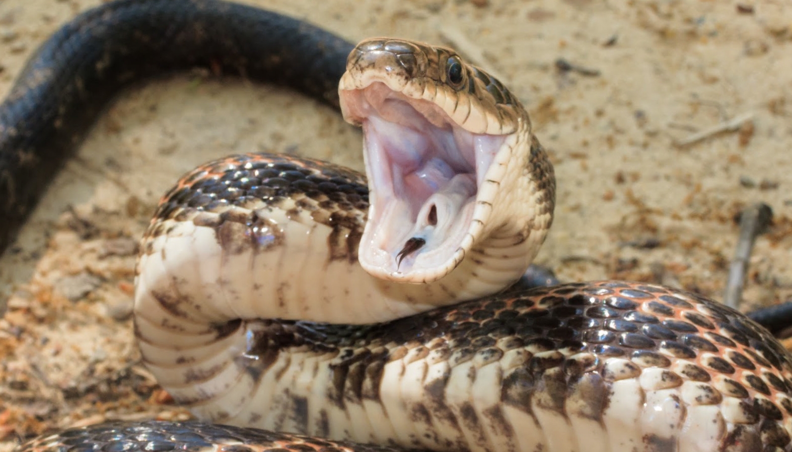 Змеи успевают напасть в мгновение ока. Источник изображения: nytimes.com. Фото.