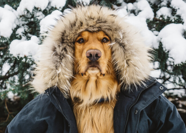 Каким собакам нужна куртка зимой: 13 пород, которым без неё нельзя. Фото.