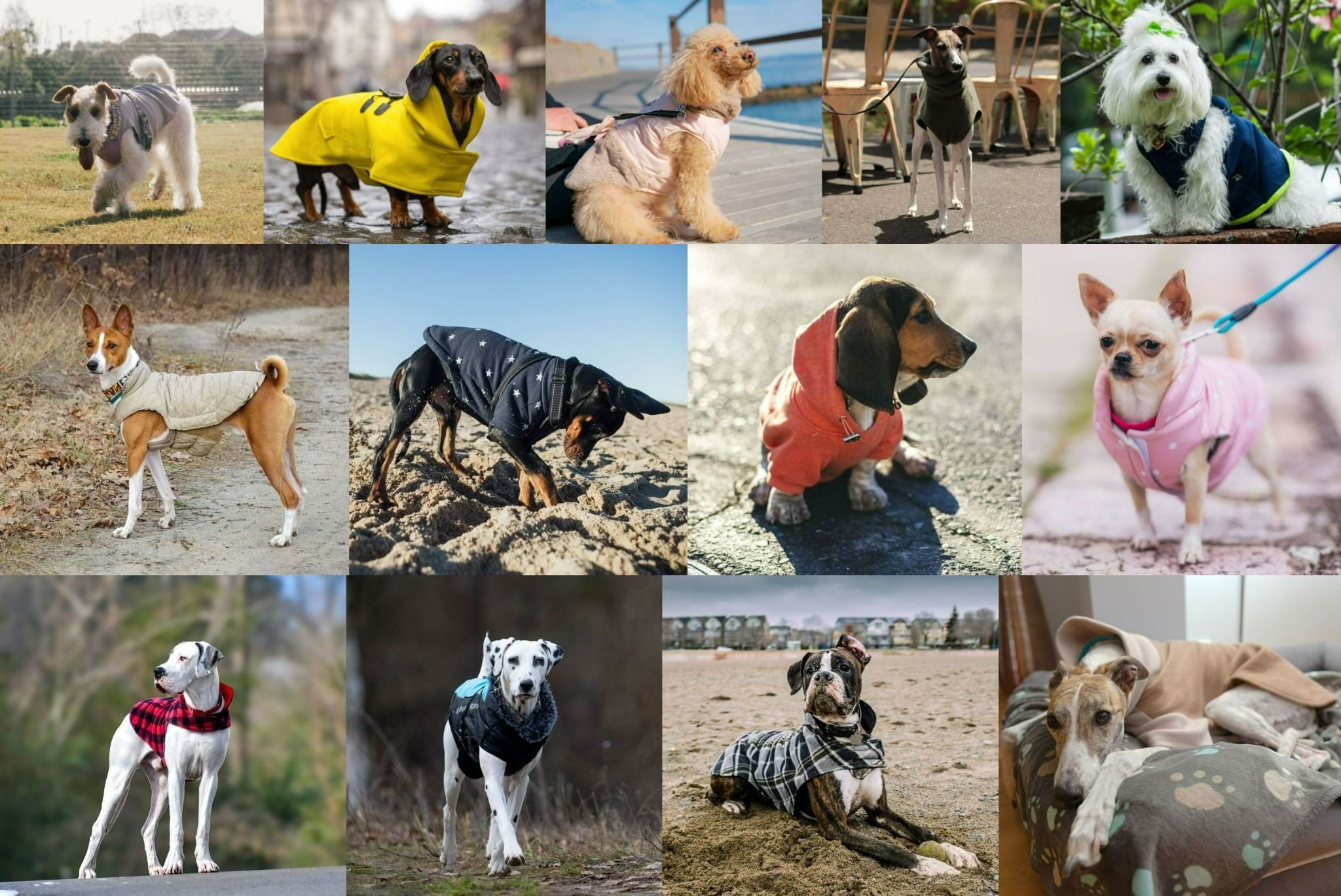 Те самые 13 пород, которых обязательно нужно утеплять в холода. Источник изображений: honey.nine.com.au. Фото.