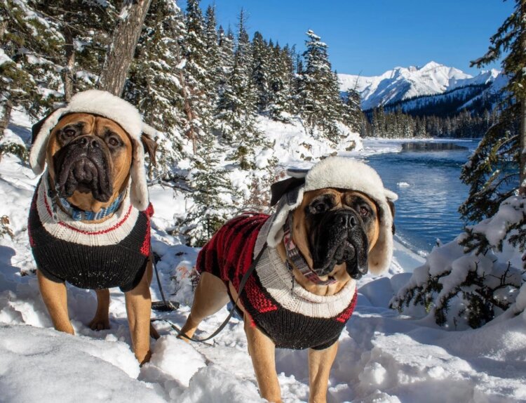 13 пород собак, которым нужна куртка зимой. Важно учитывать не только породу, но и возраст, состояние здоровья, уровень активности питомца и погодные условия. Источник изображения: igrosam.ru. 13 пород собак, которым нужна куртка зимой. Важно учитывать не только породу, но и возраст, состояние здоровья, уровень активности питомца и погодные условия. Источник изображения: igrosam.ru. Фото.