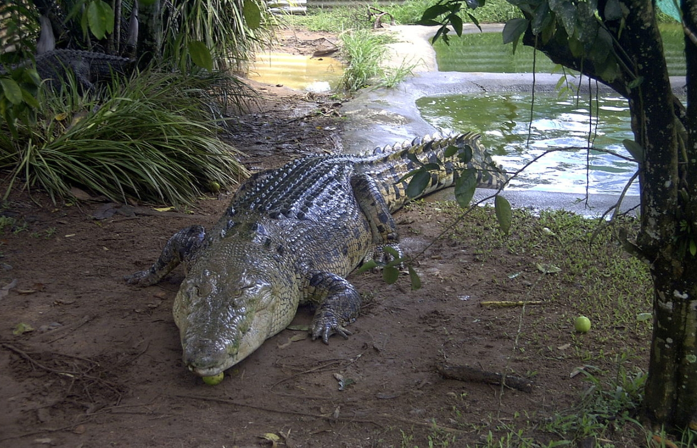 5 опасных хищников, которых почти невозможно убить - похожая новость на Toplenta