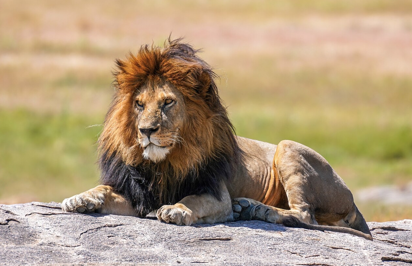 Лев — король саванны и непревзойденный хищник. Самец льва. Источник фотографии: wikimedia.org. Фото.
