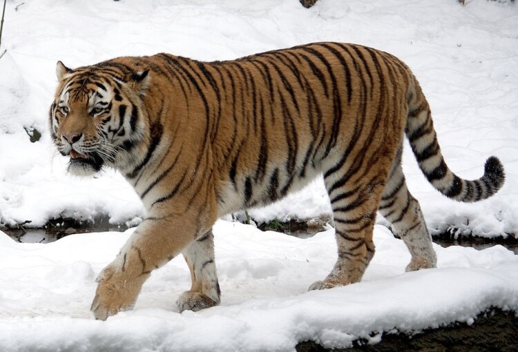 Тигр — полосатый убийца. Амурский тигр. Источник фотографии: wikipedia.org. Фото.
