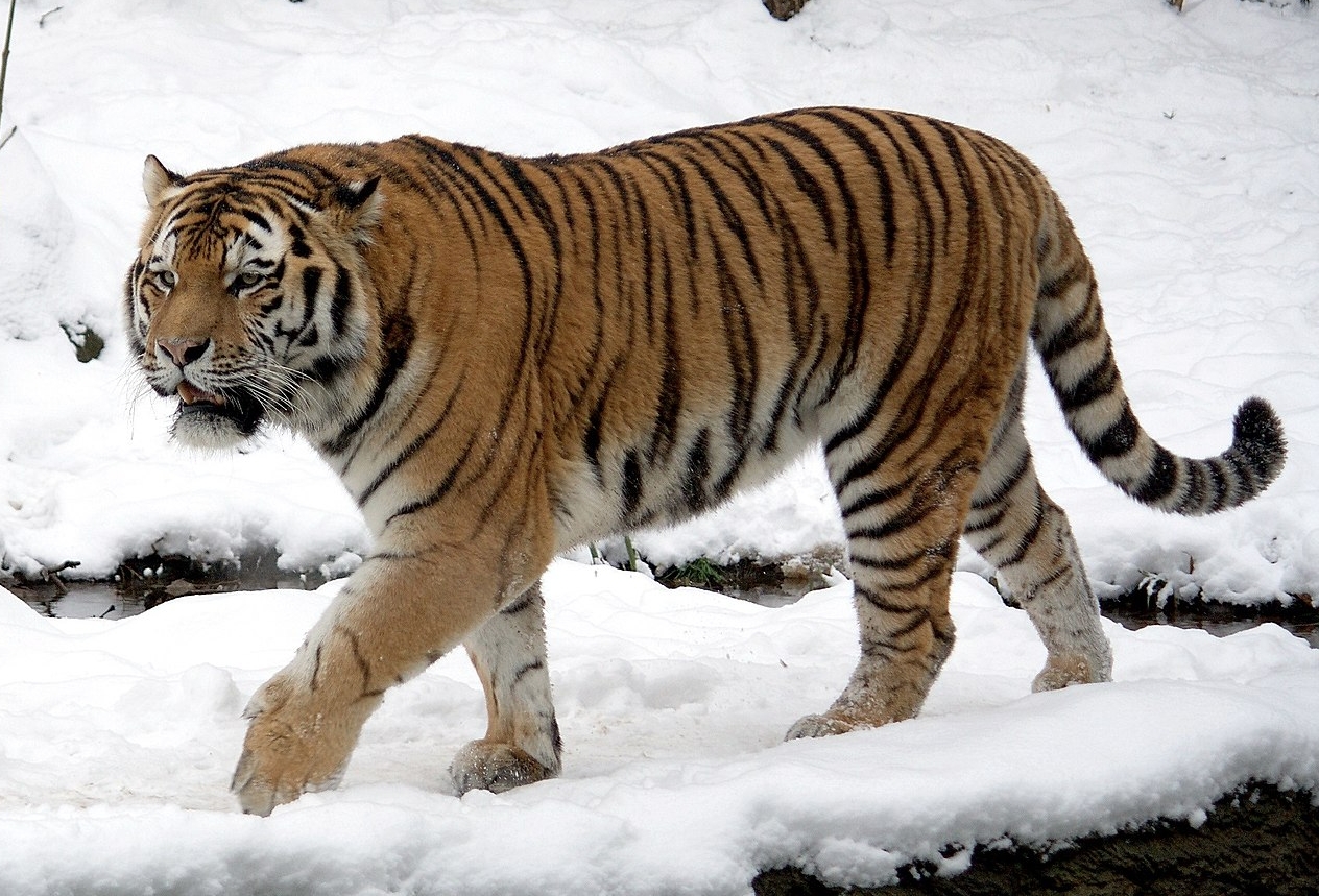 Тигр — полосатый убийца. Амурский тигр. Источник фотографии: wikipedia.org. Фото.