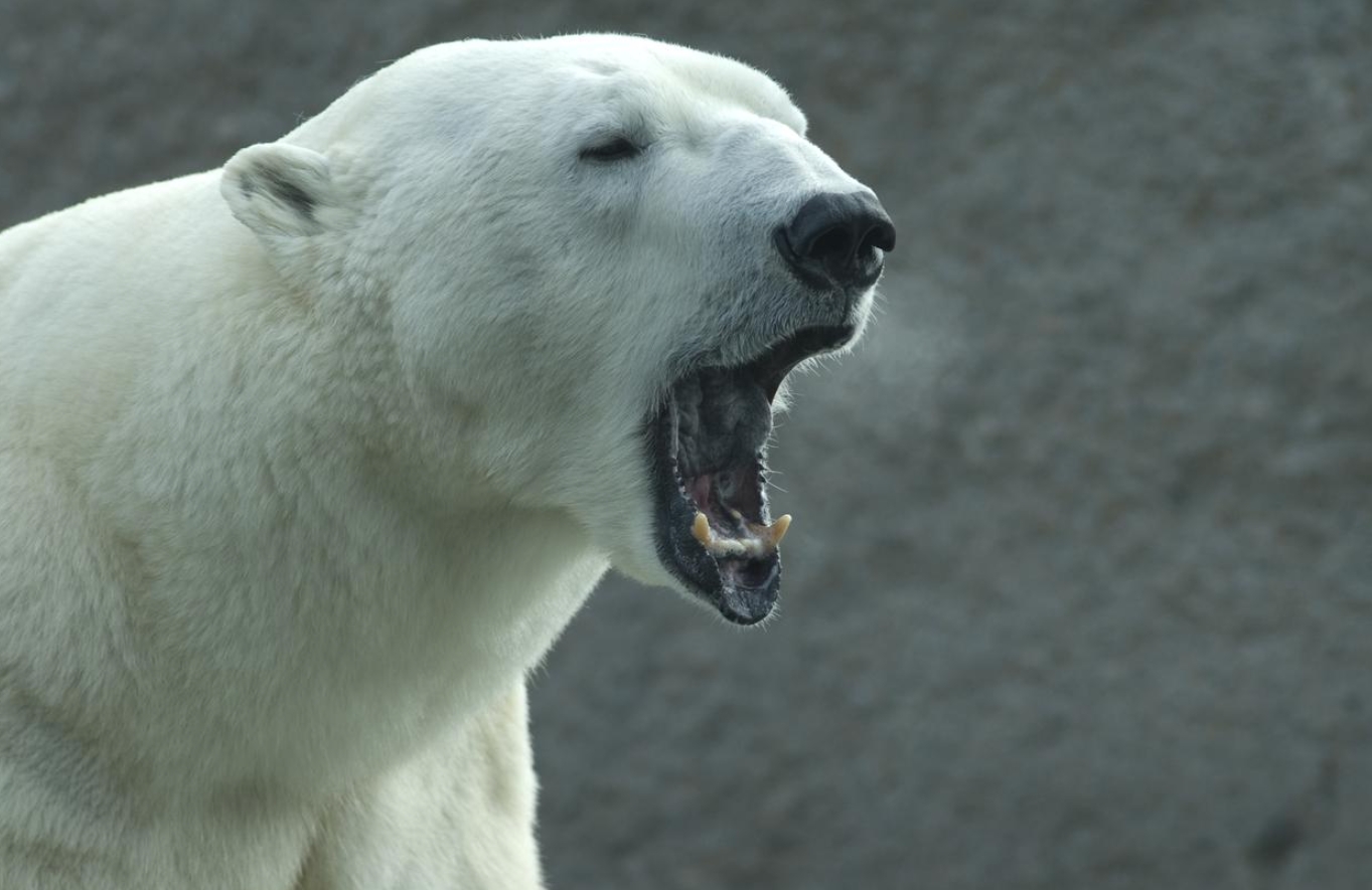 Белый медведь — хозяин Арктики и ледяных просторов. Взрослый белый медведь. Источник фотографии: rg.ru. Фото.