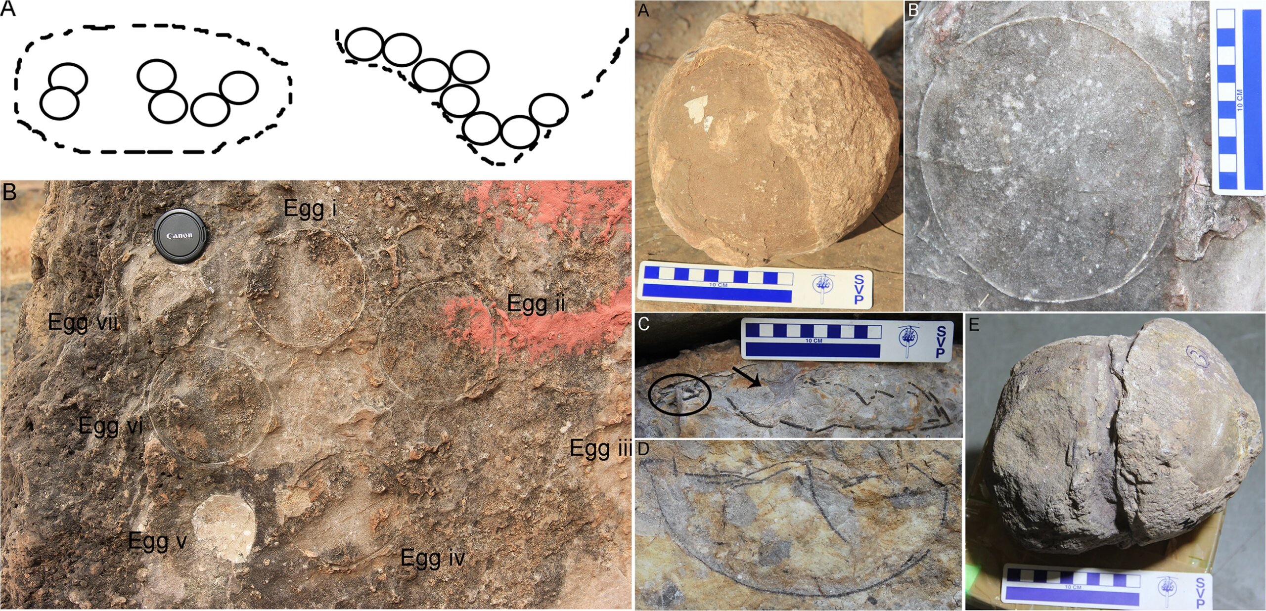 Как учёные выяснили, что «камни Шивы» — это яйца динозавров. Слева: эскиз и фотография круглой кладки с яйцами и промежутками между ними. Справа: полевые фотографии яиц и их контуров. Источник изображений: journals.plos.org. Как учёные выяснили, что «камни Шивы» — это яйца динозавров. Слева: эскиз и фотография круглой кладки с яйцами и промежутками между ними. Справа: полевые фотографии яиц и их контуров. Источник изображений: journals.plos.org. Фото.