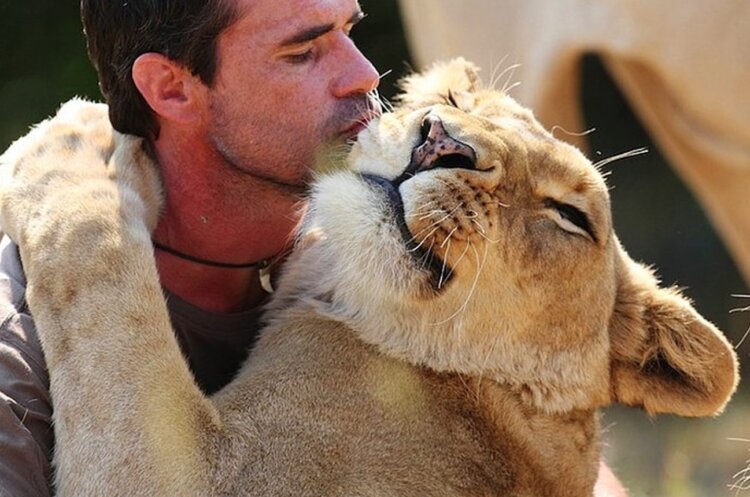 Разница между приручить и одомашнить. Льва можно приручить, но не сделать полностью домашним. Источник фотографии: onedio.com. Разница между приручить и одомашнить. Льва можно приручить, но не сделать полностью домашним. Источник фотографии: onedio.com. Фото.