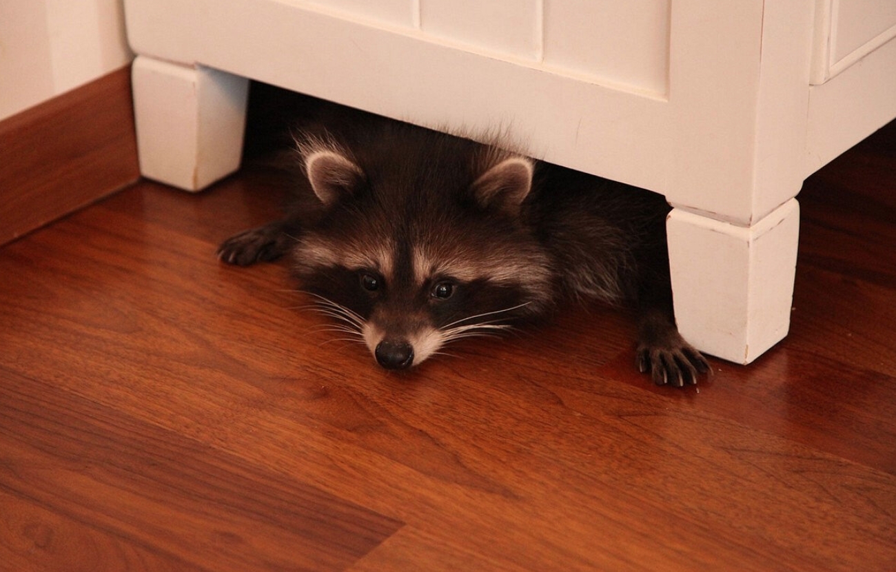 Енота можно приручить, но нужно быть готовым, что дома будет полный беспорядок. Источник фотографии: dzen.ru. Фото.