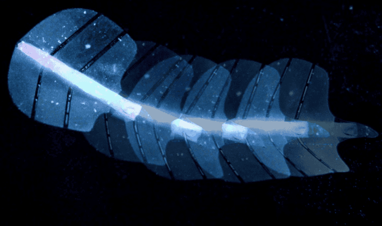 Как работают искусственные мышцы на основе микропузырьков. Такой робот двигается без приводов и механизмов. Изображение: ethz.ch. Фото.