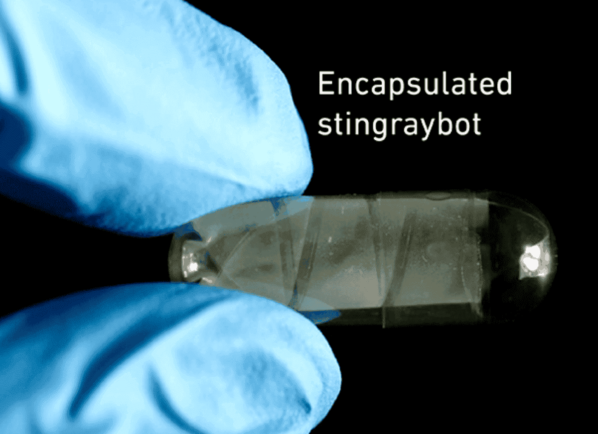 В растворимой капсуле робота легко поместить внутрь человека через желудок. Изображение: ethz.ch. Фото.