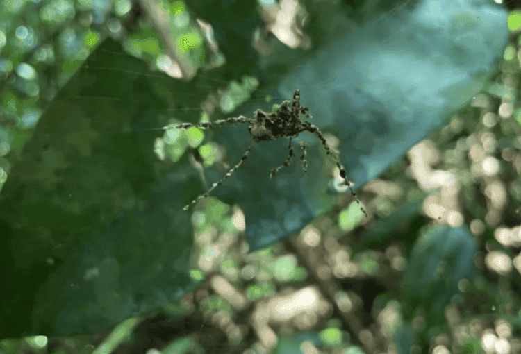 Зачем пауки создают копии себя. Если что, это не настоящий паук. С ходу не скажешь, да? Фото.