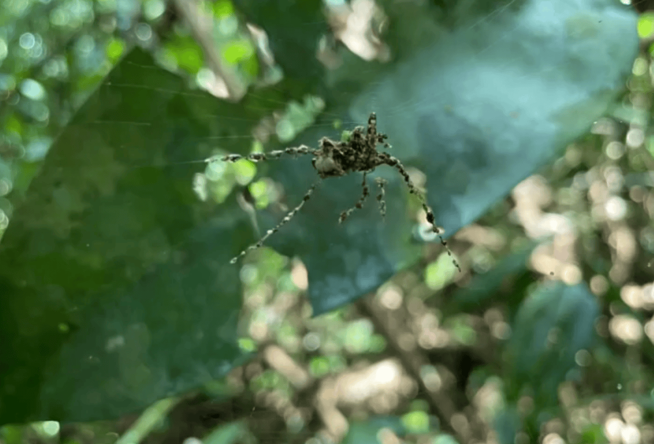 Если что, это не настоящий паук. С ходу не скажешь, да? Фото.