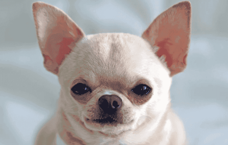 Связь генов волка с характером собак. Даже у этого «зверя» есть ДНК волка. Изображение: newatlas. Связь генов волка с характером собак. Даже у этого «зверя» есть ДНК волка. Изображение: newatlas. Фото.