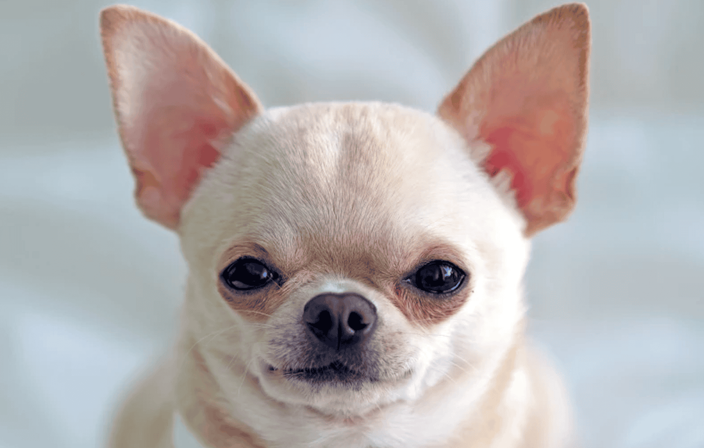 Связь генов волка с характером собак. Даже у этого «зверя» есть ДНК волка. Изображение: newatlas. Фото.