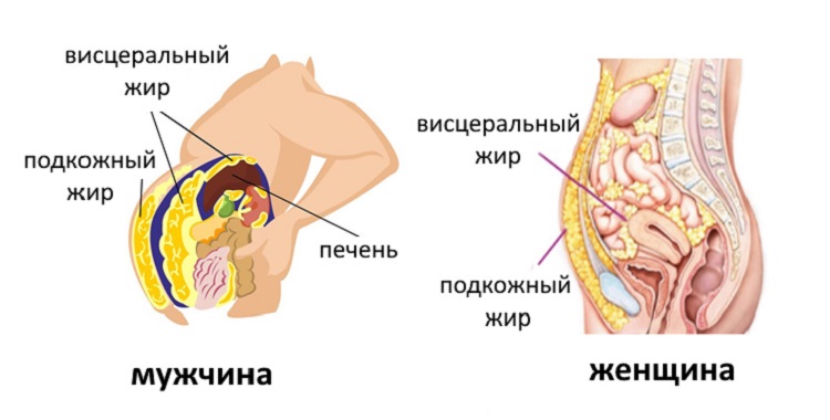 Как быстрее избавиться от висцерального жира. Где скапливается висцеральный жир. Источник изображения: goagetaway.com. Фото.