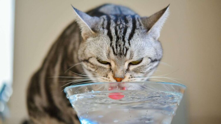 Почему кошка стала плохо есть или много пить. Повышенная жажда может говорить о проблемах с почками, эндокринной системой или диабетом. Источник изображения: mavink.com. Фото.