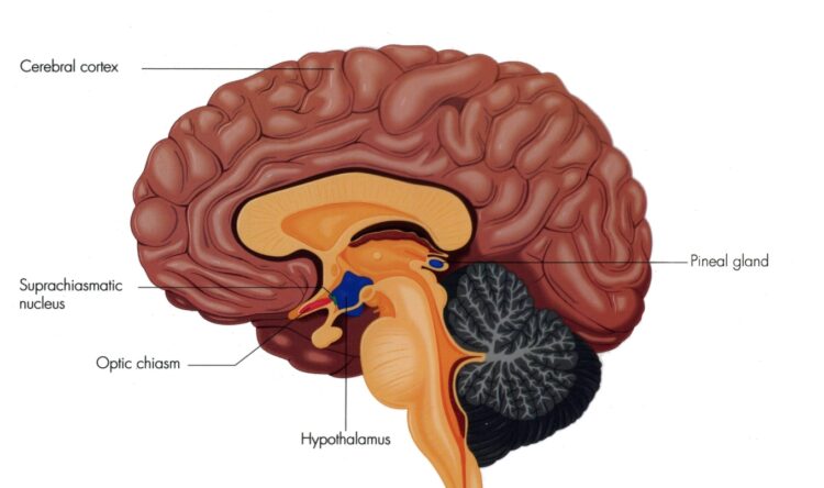 Как работают биологические часы по утрам. Супрахиазматическое ядро выделено зеленым цветом. Источник изображения: wikipedia.org. Фото.