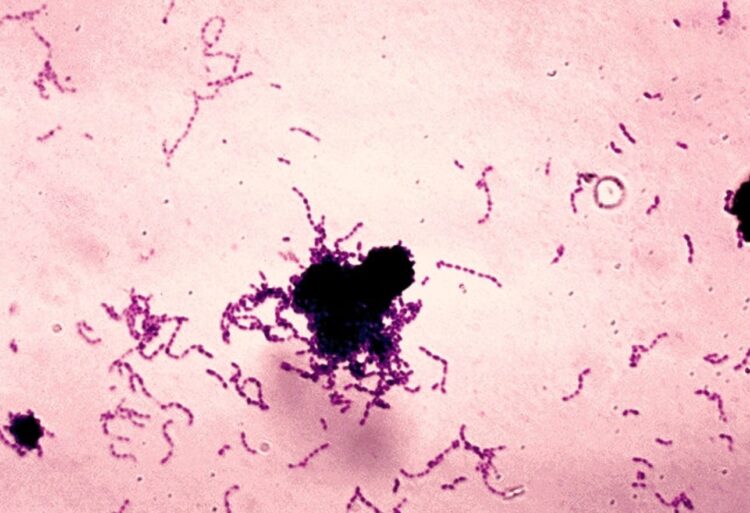 Как сахар приводит к кариесу. Колония бактерий Str. mutans, вызывающих кариес. Источник изображения: wikimedia.org. Как сахар приводит к кариесу. Колония бактерий Str. mutans, вызывающих кариес. Источник изображения: wikimedia.org. Фото.