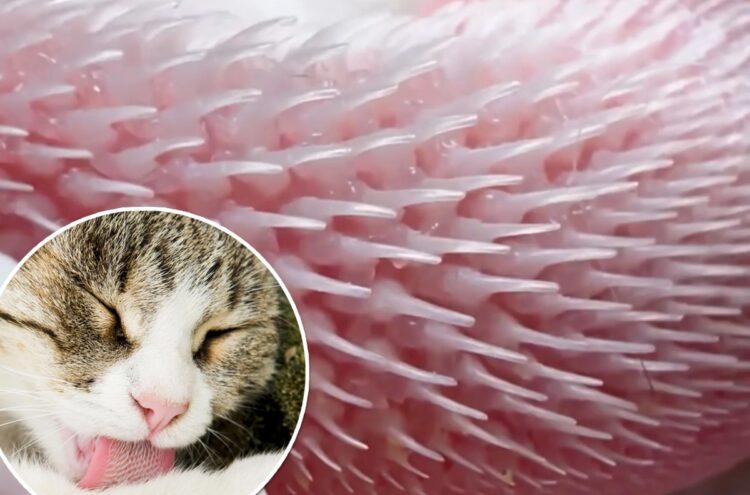 Почему кошки не чувствуют сладкого. Язык кошки шершавый из-за множества мелких роговых крючков, которые помогают ей вылизывать шерсть, счищать грязь и эффективно соскребать мясо с костей. Почему кошки не чувствуют сладкого. Язык кошки шершавый из-за множества мелких роговых крючков, которые помогают ей вылизывать шерсть, счищать грязь и эффективно соскребать мясо с костей. Фото.