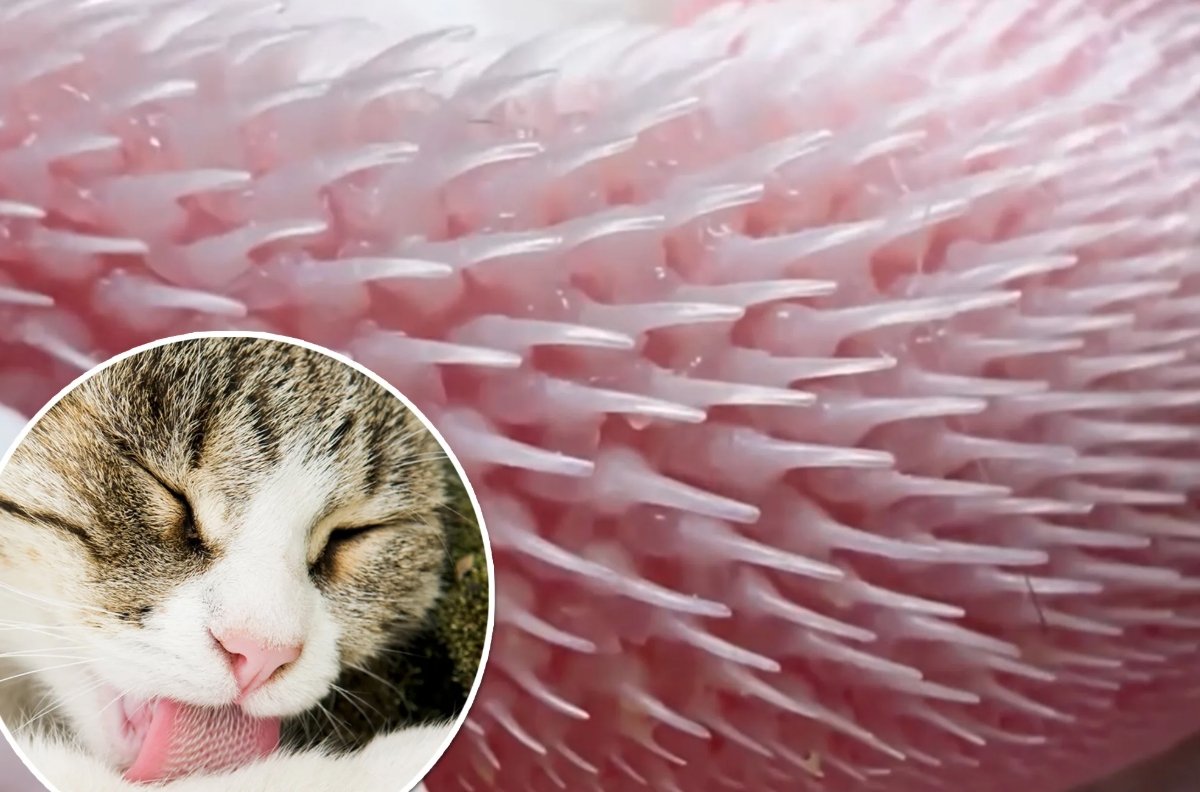 Почему кошки не чувствуют сладкого. Язык кошки шершавый из-за множества мелких роговых крючков, которые помогают ей вылизывать шерсть, счищать грязь и эффективно соскребать мясо с костей. Фото.