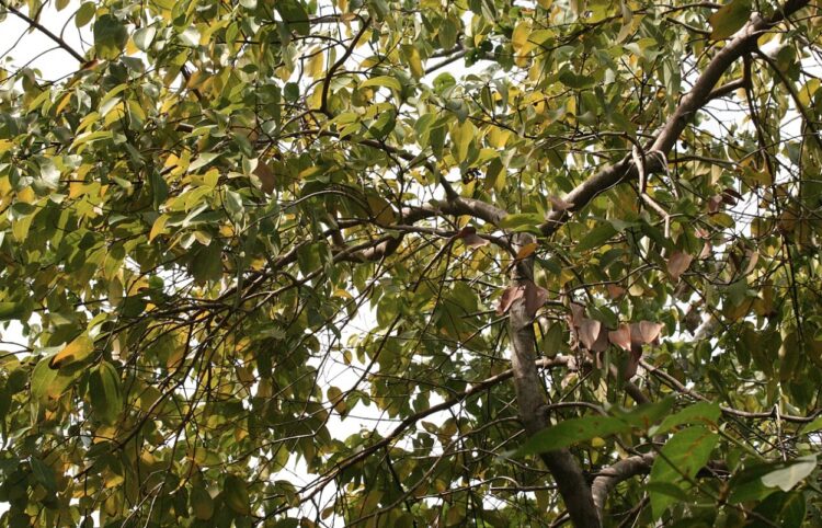 Где и как растет корица. Коричное дерево. Источник изображения: wikipedia.org. Где и как растет корица. Коричное дерево. Источник изображения: wikipedia.org. Фото.