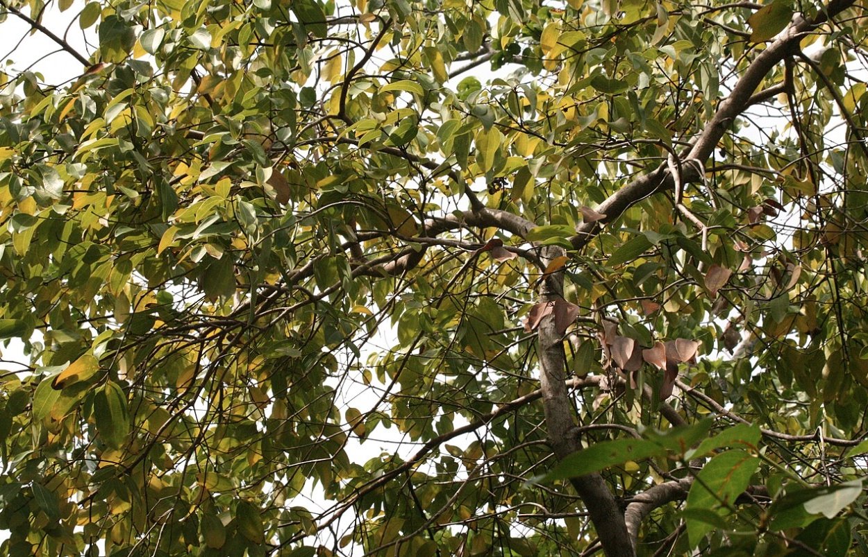 Коричное дерево. Источник изображения: wikipedia.org. Фото.