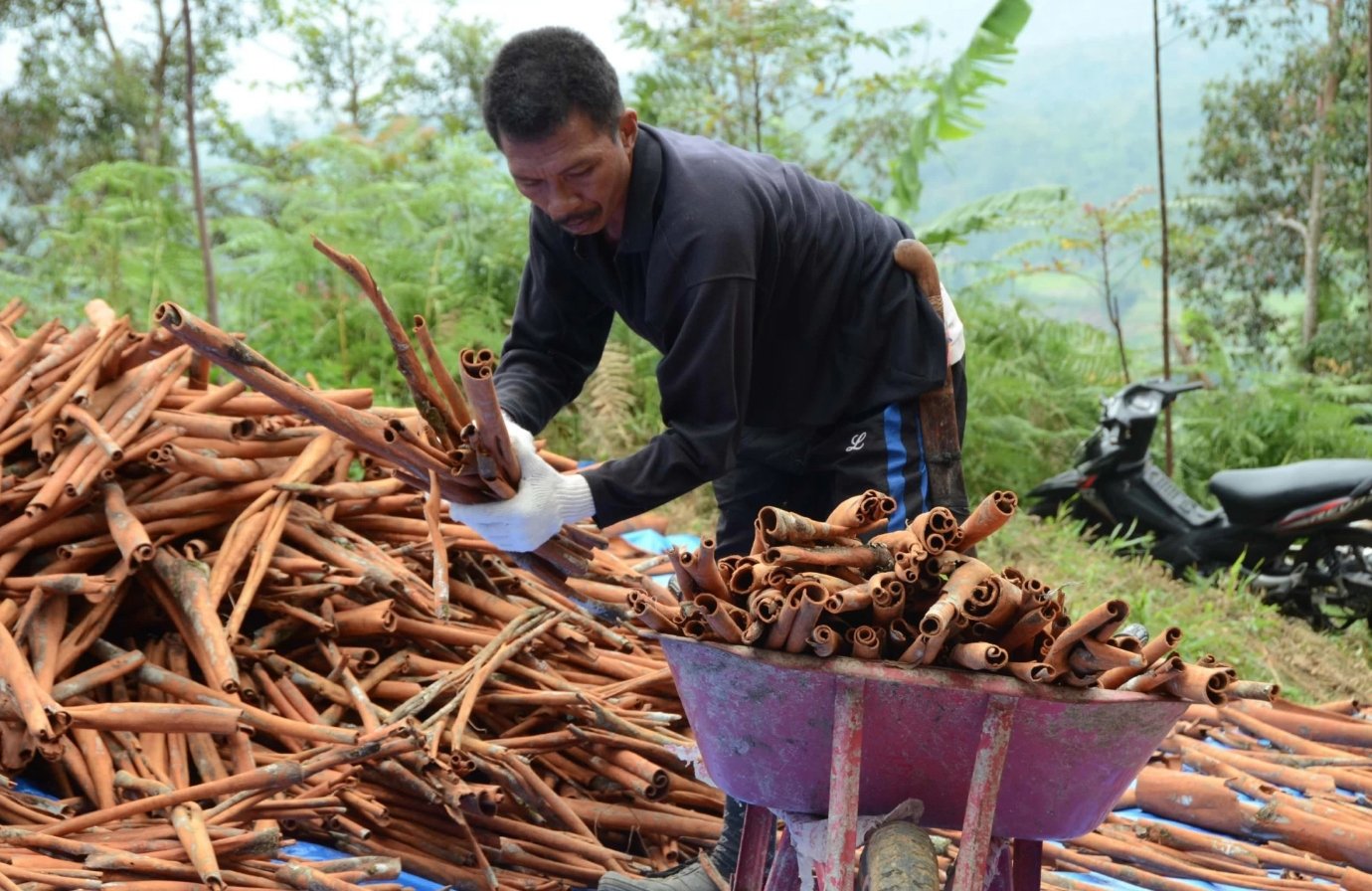 Процесс изготовления корицы. Источник изображения: aromo.ru. Фото.
