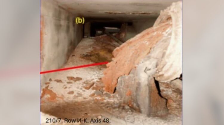 Из чего состоит слоновья нога в Чернобыле. «Слоновья нога» получила свое название из-за морщинистого внешнего вида, который напоминает подошву ноги большого животного. Источник фотографии: reddit.com. Фото.