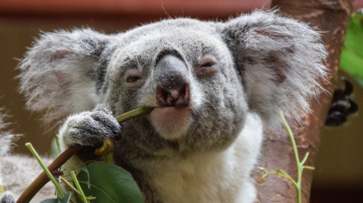 У нас с коалами есть нечто общее, и это удивительно. Источник изображения: moya-planeta.ru. Фото.