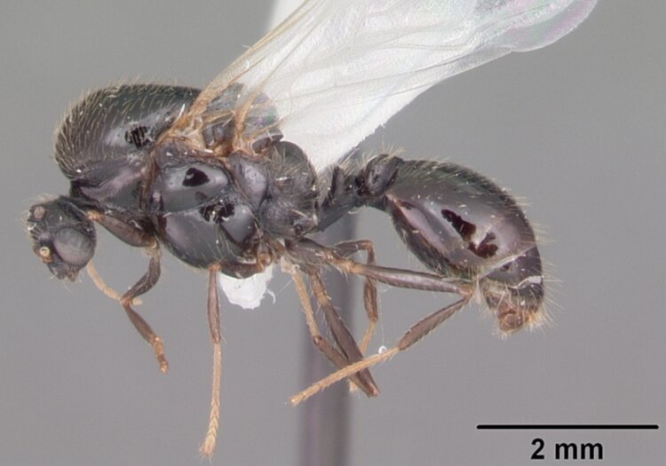 Как выглядят огненные муравьи. Самец красного огненного муравья. Источник изображения: wikipedia.org. Фото.