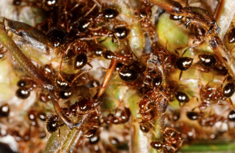 Что едят огненные муравьи. Действуя группой, эти создания могут одолеть даже очень крупного врага. Источник изображения: wikimedia.org. Фото.