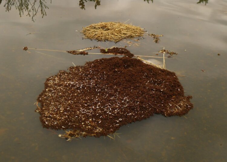 Что едят огненные муравьи. Группа муравьев плавает в воде. Источник изображения: scientificamerican.com. Фото.