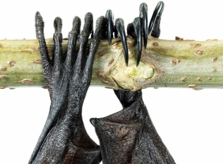 Какие гены отвечают за количество пальцев. Лапы летучих мышей. Источник изображения: Popular Science. Фото.