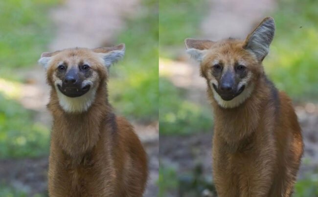 Гуара: самые безобидные волки, которых почти никто не видел. Фото.