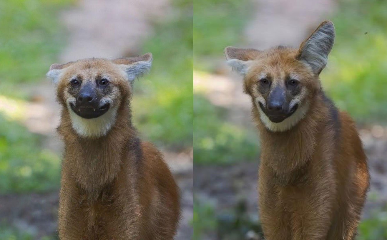 Гуара: самые безобидные волки, которых почти никто не видел