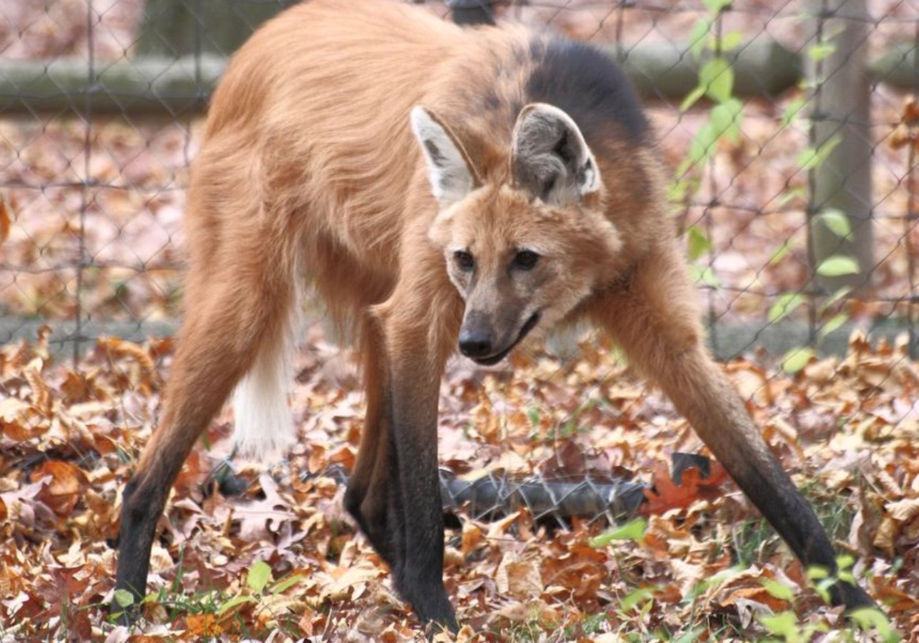 По поведению гривистые волки больше похожи на шакалов. Источник изображения: wikipedia.org. Фото.