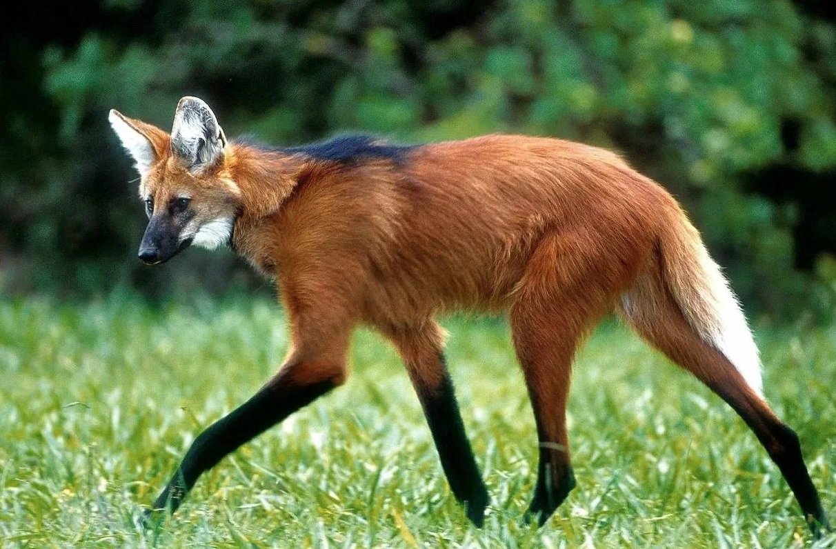 Гуары ведут одиночный образ жизни. Источник изображения: Live Science. Фото.