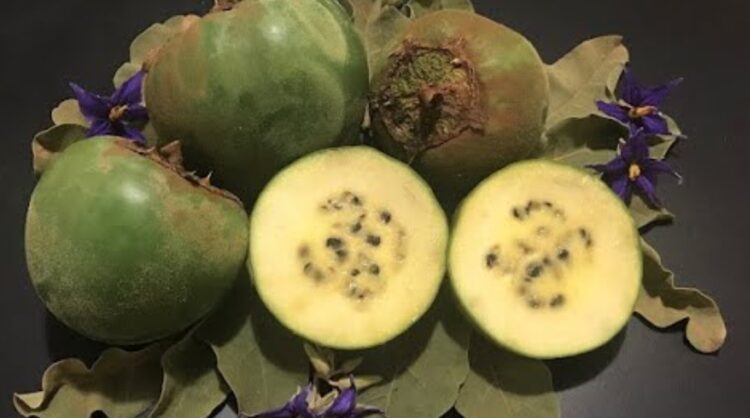 Волки похожие на лис. Плоды лойберы. Источник изображения: Live Science. Фото.