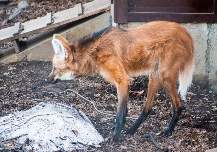 Смесь волка и лисы. Гривистый волк в московском зоопарке. Источник изображения: wikipedia.org. Фото.