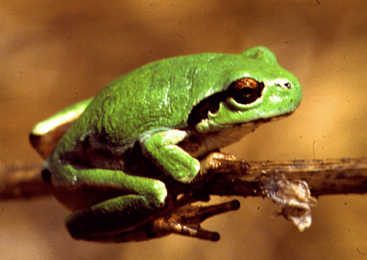 Бактерия из кишечника этой лягушки побеждают раковые опухоли