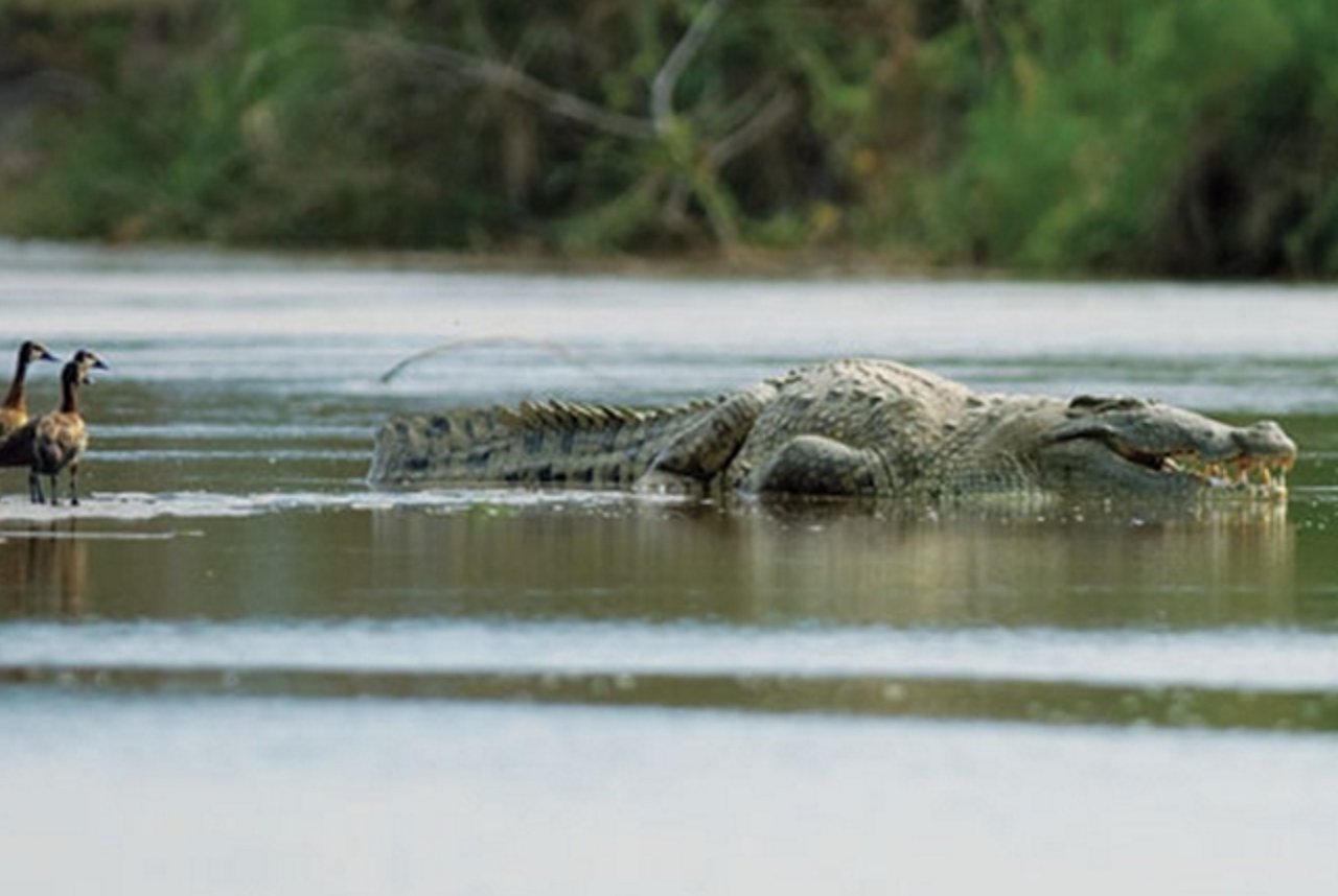 Реальная фотография крокодила Густава. Источник изображения: National Geographic. Фото.
