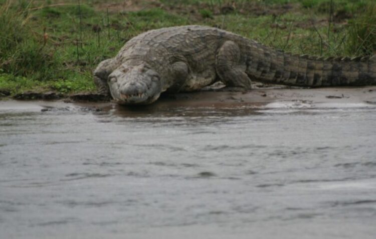 Шрамы на теле крокодила Густава. Крокодил Густав был неуловимым, поэтому вот вам фото обычного нильского крокодила. Источник изображения: animalsaroundtheglobe.com. Фото.