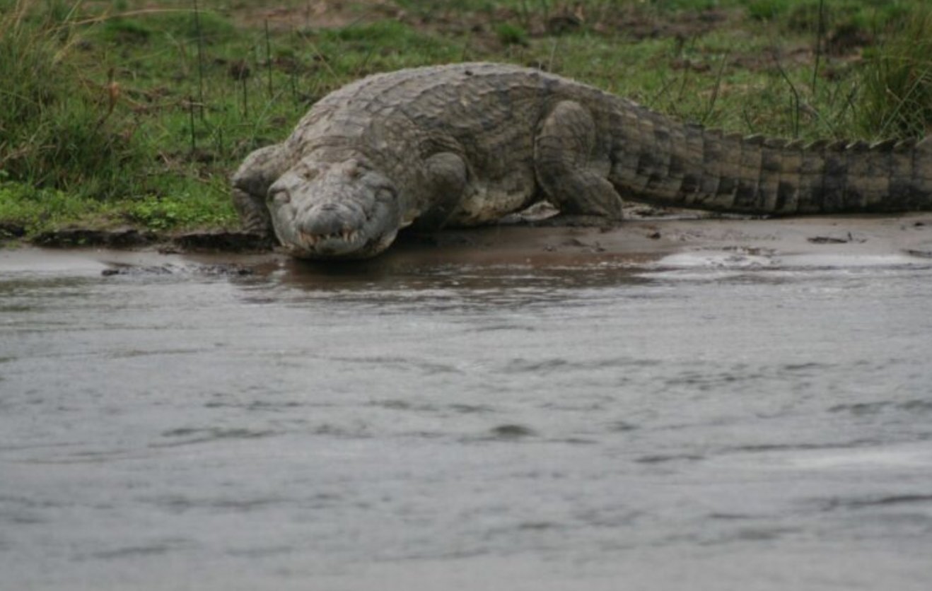 Крокодил Густав был неуловимым, поэтому вот вам фото обычного нильского крокодила. Источник изображения: animalsaroundtheglobe.com. Фото.